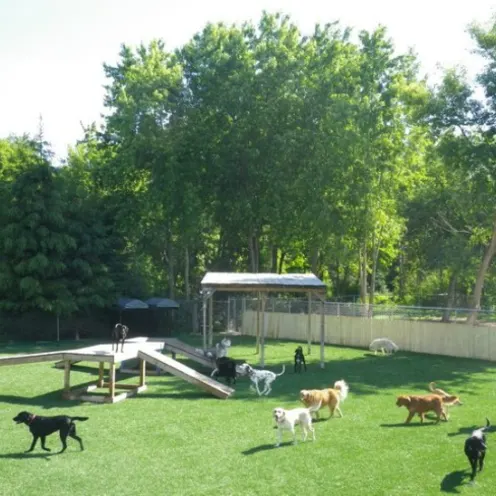 dogs playing in the yard around the slides and equipment 